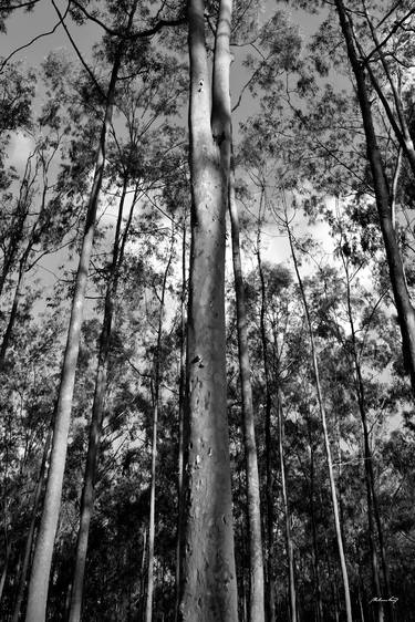 Eucalyptus Park - 2 (BW) thumb