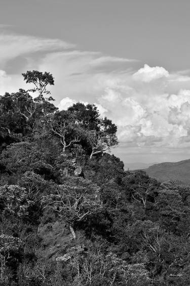 The vegetation of the mountain (BW) thumb