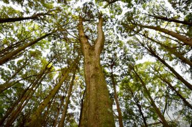 Original Documentary Nature Photography by Martiniano Ferraz