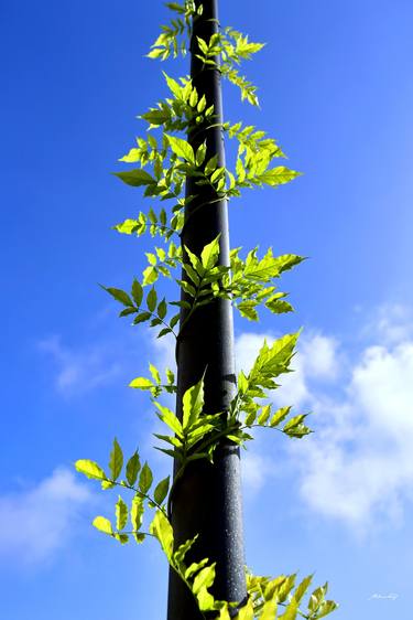 Original Documentary Nature Photography by Martiniano Ferraz