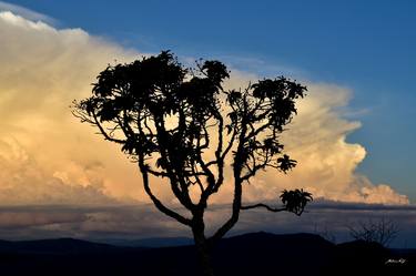 Original Documentary Nature Photography by Martiniano Ferraz