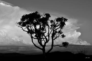 Nature in the landscape (BW) thumb