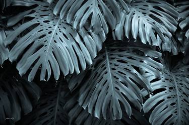 Original Contemporary Botanic Photography by Martiniano Ferraz