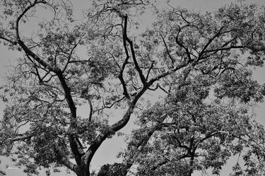 Print of Documentary Botanic Photography by Martiniano Ferraz