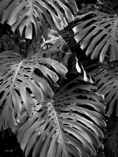 Print of Botanic Photography by Martiniano Ferraz