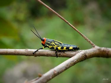 Print of Animal Photography by Martiniano Ferraz