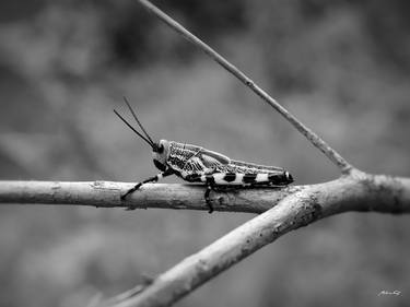 Print of Documentary Animal Photography by Martiniano Ferraz