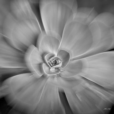 Original Botanic Photography by Martiniano Ferraz