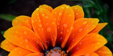 Petals and dew thumb