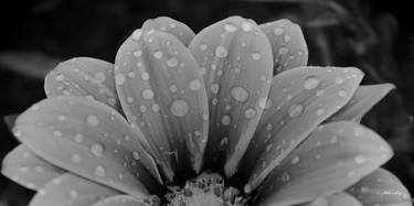 Petals and dew (BW) thumb