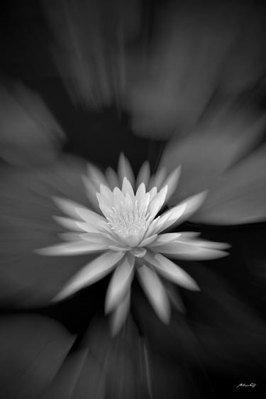 Original Black & White Floral Photography by Martiniano Ferraz