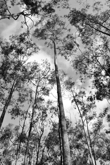 Original Black & White Nature Photography by Martiniano Ferraz