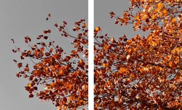 Original Contemporary Nature Photography by Martiniano Ferraz