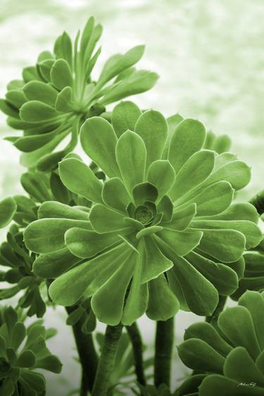 Original Contemporary Botanic Photography by Martiniano Ferraz