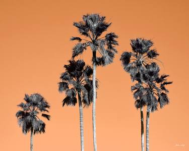 Original Contemporary Botanic Photography by Martiniano Ferraz