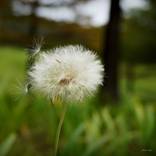 Seeds in the Wind by Martiniano Ferraz