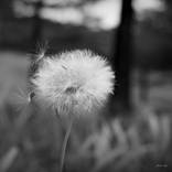 Seeds in the Wind (BW) by Martiniano Ferraz