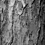 Natural Organicity (BW) by Martiniano Ferraz