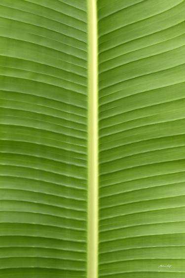 Green leaf thumb