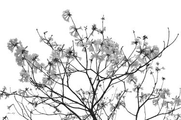 Twigs and flowers (BW) thumb