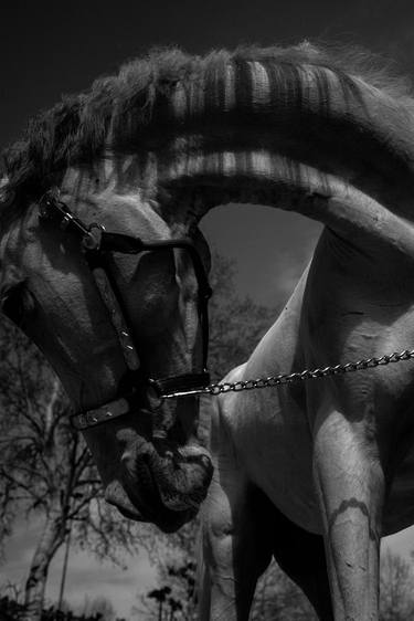 Original Black & White Animal Photography by Mariia Kulchytska