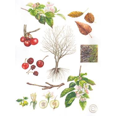 Original Illustration Botanic Drawings by Adrienne Kerr