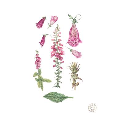 Print of Fine Art Botanic Paintings by Adrienne Kerr