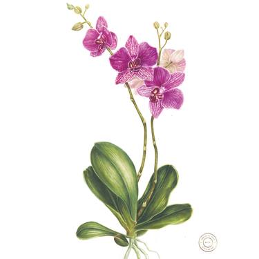 Orchid Botanical Art Print thumb