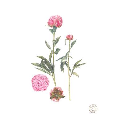 Print of Fine Art Botanic Paintings by Adrienne Kerr