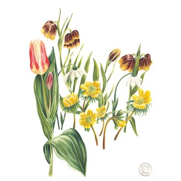 Original Fine Art Botanic Paintings by Adrienne Kerr