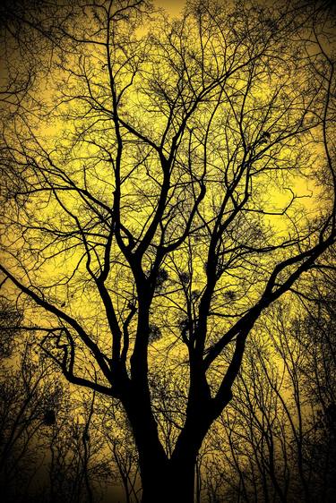 Original Tree Photography by Oleksandr Ivanov