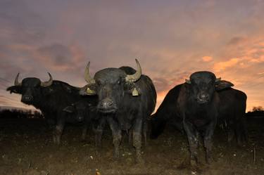 Friendly cows in a muddy field at dawn. thumb