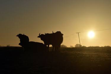 Cows silhouette at sunrise. thumb