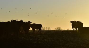 Print of Abstract Cows Photography by Mark James