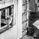 Alfama #1 by Giuliano Iunco