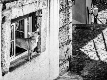 Original Street Art Animal Photography by Giuliano Iunco