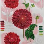 Red Dahlia - Botanical Illustration by Weronika Anna Rosa