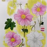 Pink Anemone Japonica - Botanical Illustration by Weronika Anna Rosa