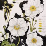 White Anemone - Botanical Illustration by Weronika Anna Rosa