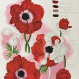 Red Anemone - Botanical Illustration by Weronika Anna Rosa