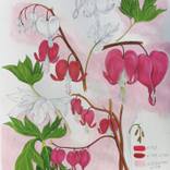Bleeding Heart Flower - Botanical Illustration by Weronika Anna Rosa