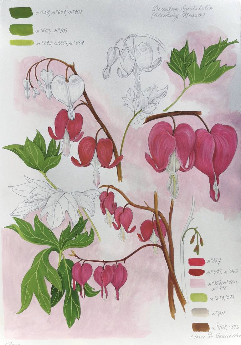 Bleeding Heart Flower Botanical Illustration Drawing by Weronika Anna