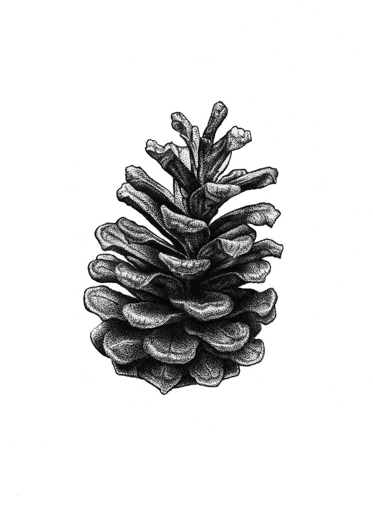 pine cone drawings