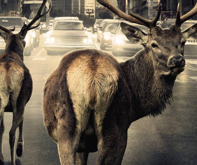 Original Conceptual Animal Photography by Martin Stranka