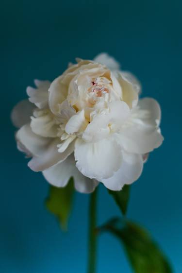 White blooming peony on a turquoise background - Limited Edition of 10 thumb