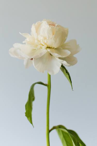 White blooming peony on a light blue background - Limited Edition of 10 thumb