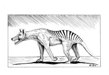Original Illustration Animal Drawings by John Davies
