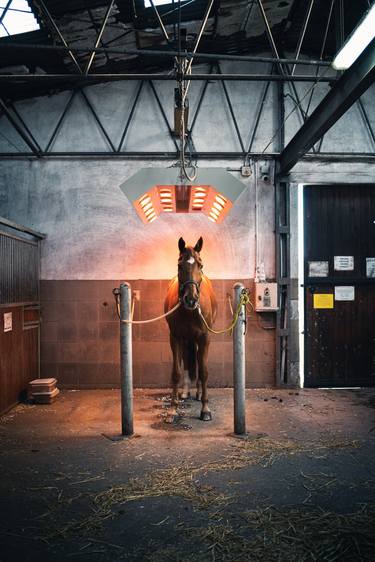 Horse Sunbathing Studio thumb