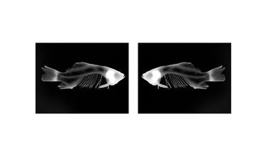 Original Fish Photography by Robb Siverson