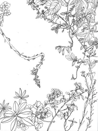 Print of Botanic Drawings by Fernanda Avila